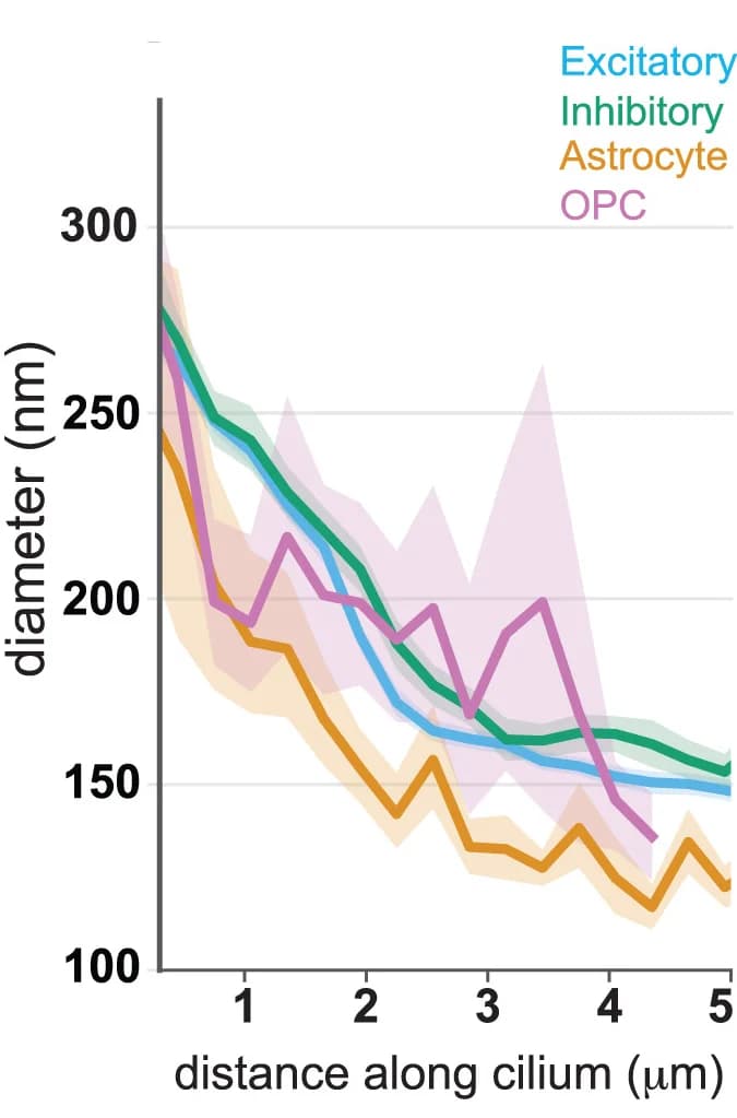 Open access visualization of Line Plot, Error Bars, Proximal Cilium, Diameter Measurement, Path Length