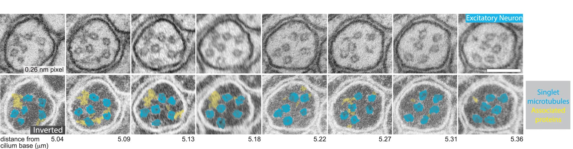Open access visualization of Microscopy, Excitatory Neuron, Distal Cilium, Serial Cross-sections, Microtubules