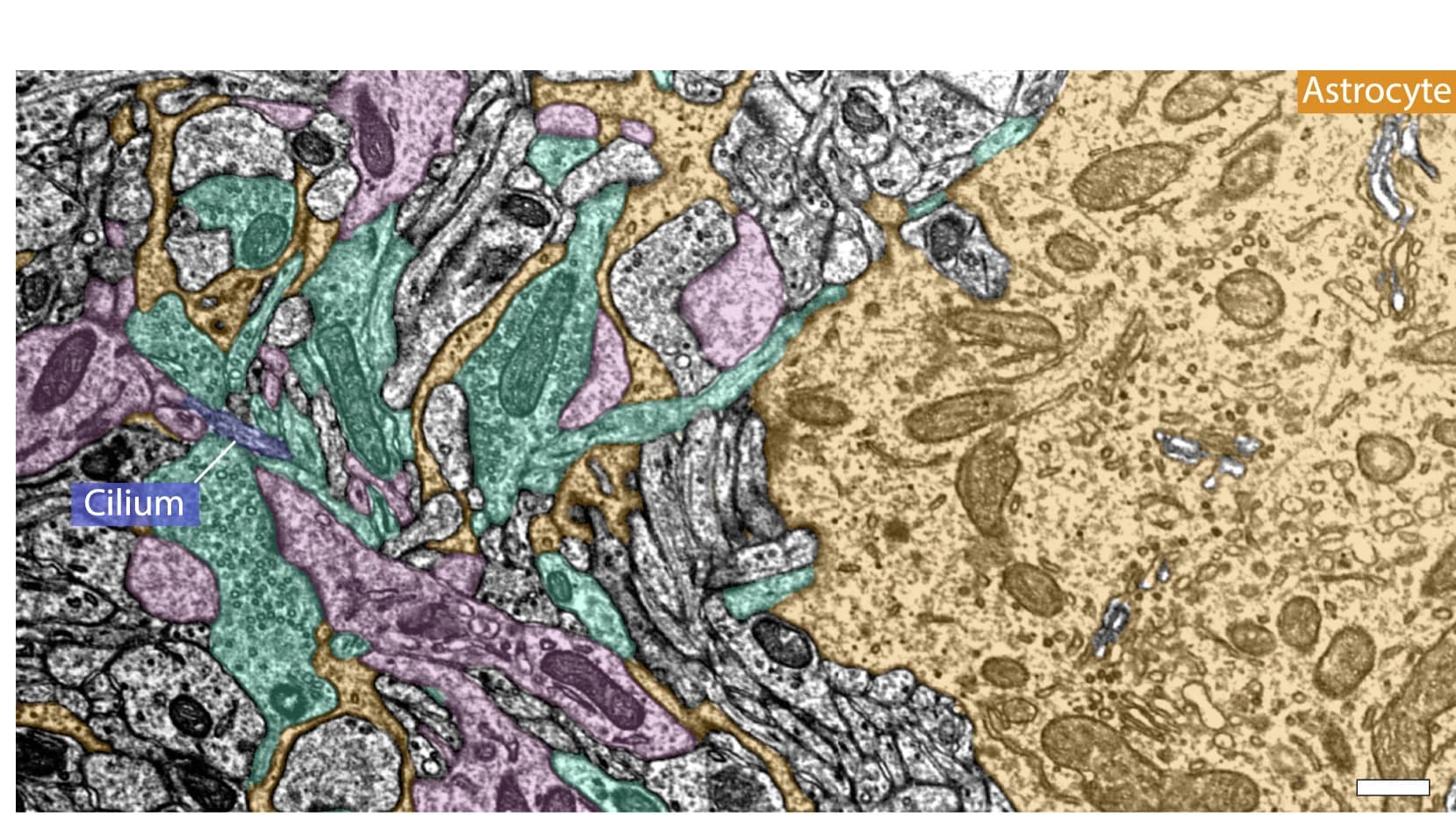 Open access visualization of Microscopy, Cilia, Astrocyte, Neuropil, Dendrites