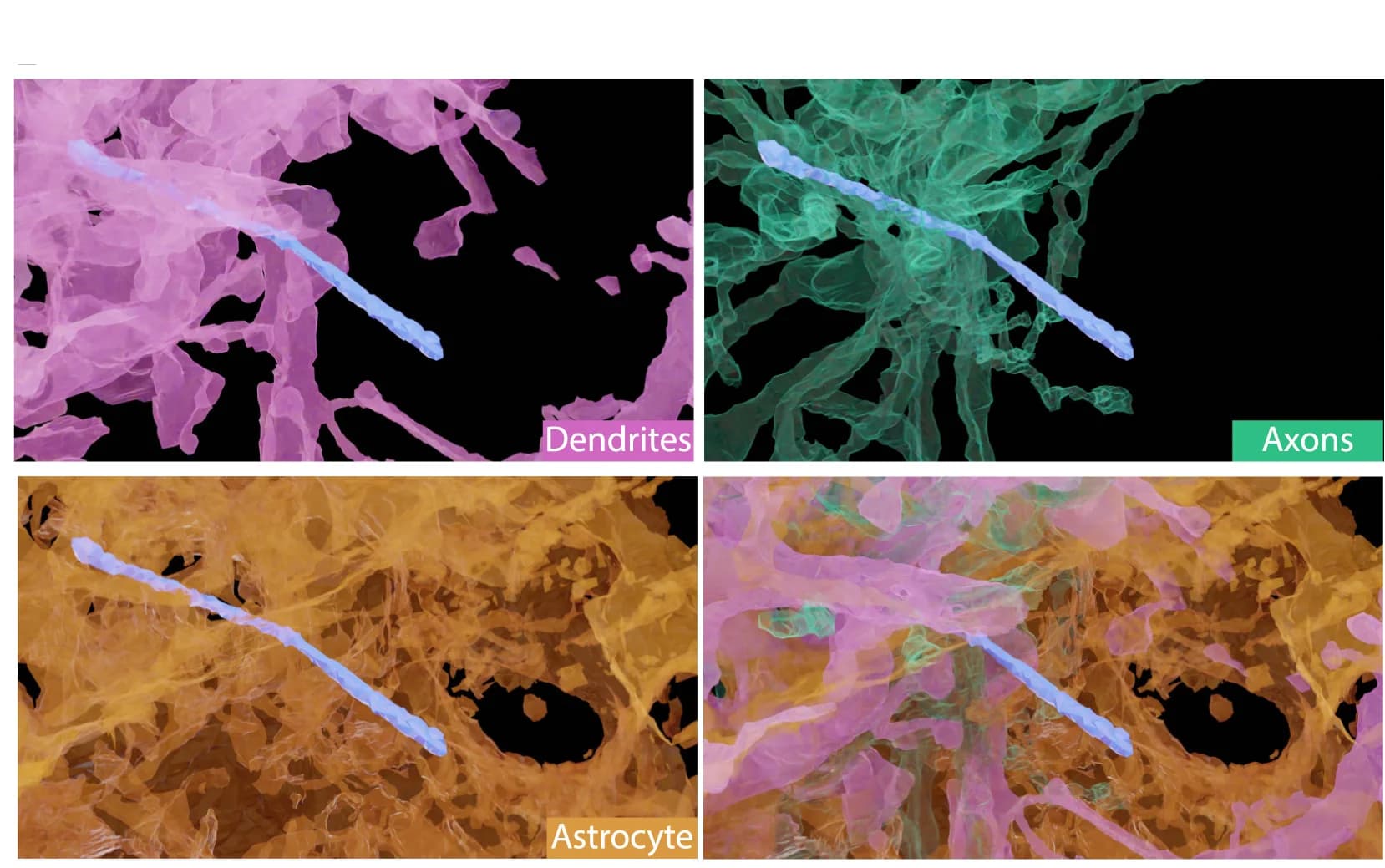 Open access visualization of 3D Plot, 3D Rendering, Dendrites, Axons, Astrocytic Processes