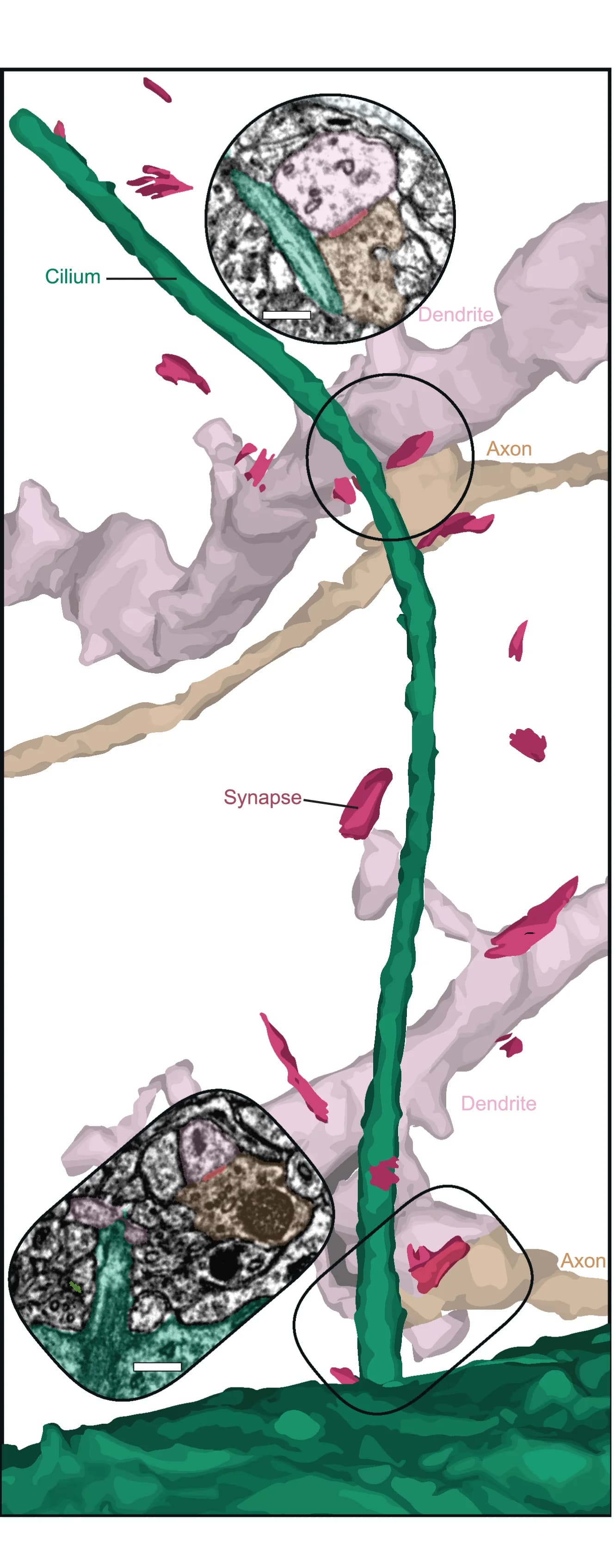 Open access visualization of Illustration, Microscopy, 3D Plot, Synapses, Inhibitory Neuron