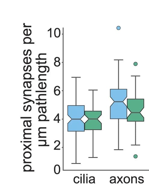 Open access visualization of Box Plot, Synapses, Cilium, Axon Path Length, Box-and-Whisker Plot