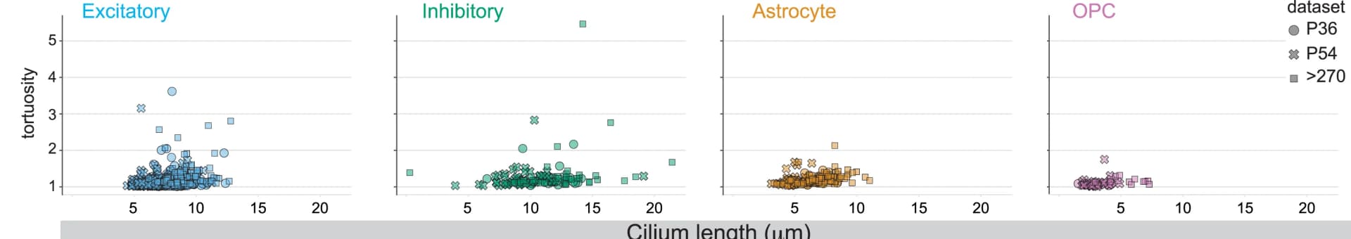 Open access visualization of Scatter Plot, Cilium Length, Tortuosity