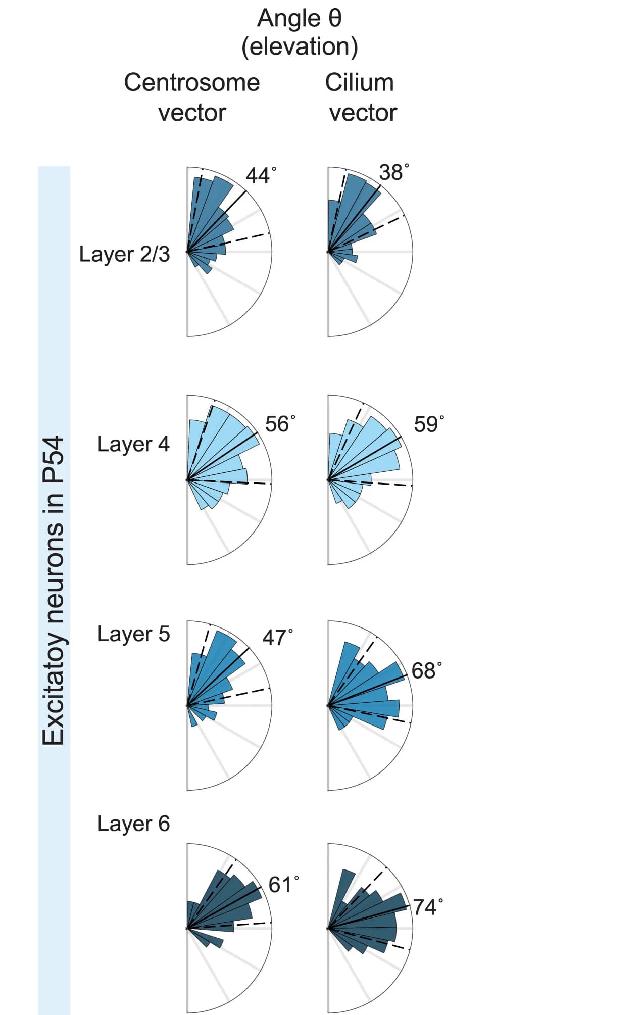 Open access visualization of Histogram, Centrosome Vector, Cilium Vector, Excitatory Neurons, Neuron Layers