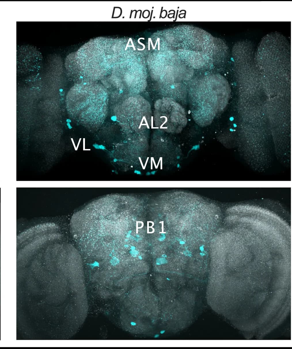 Open access visualization of Microscopy, Total Sleep, Post-Injection, Vehicle Control, Octopamine-Injected Flies