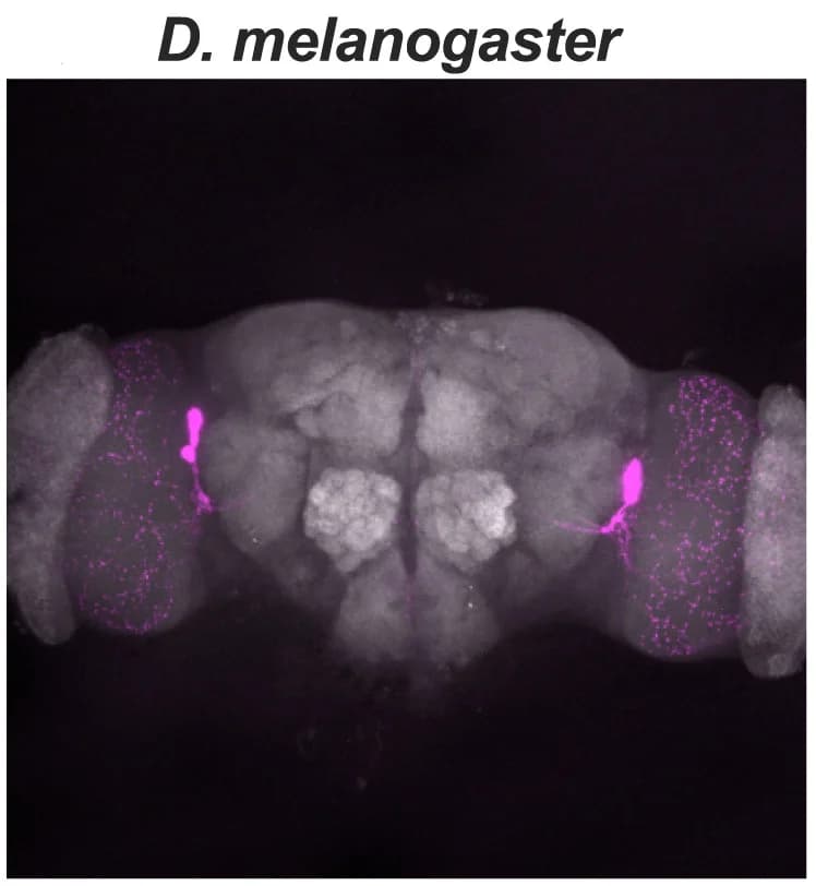 Open access visualization of Microscopy, PDF Immunostaining, Whole Brain, Drosophila Melanogaster