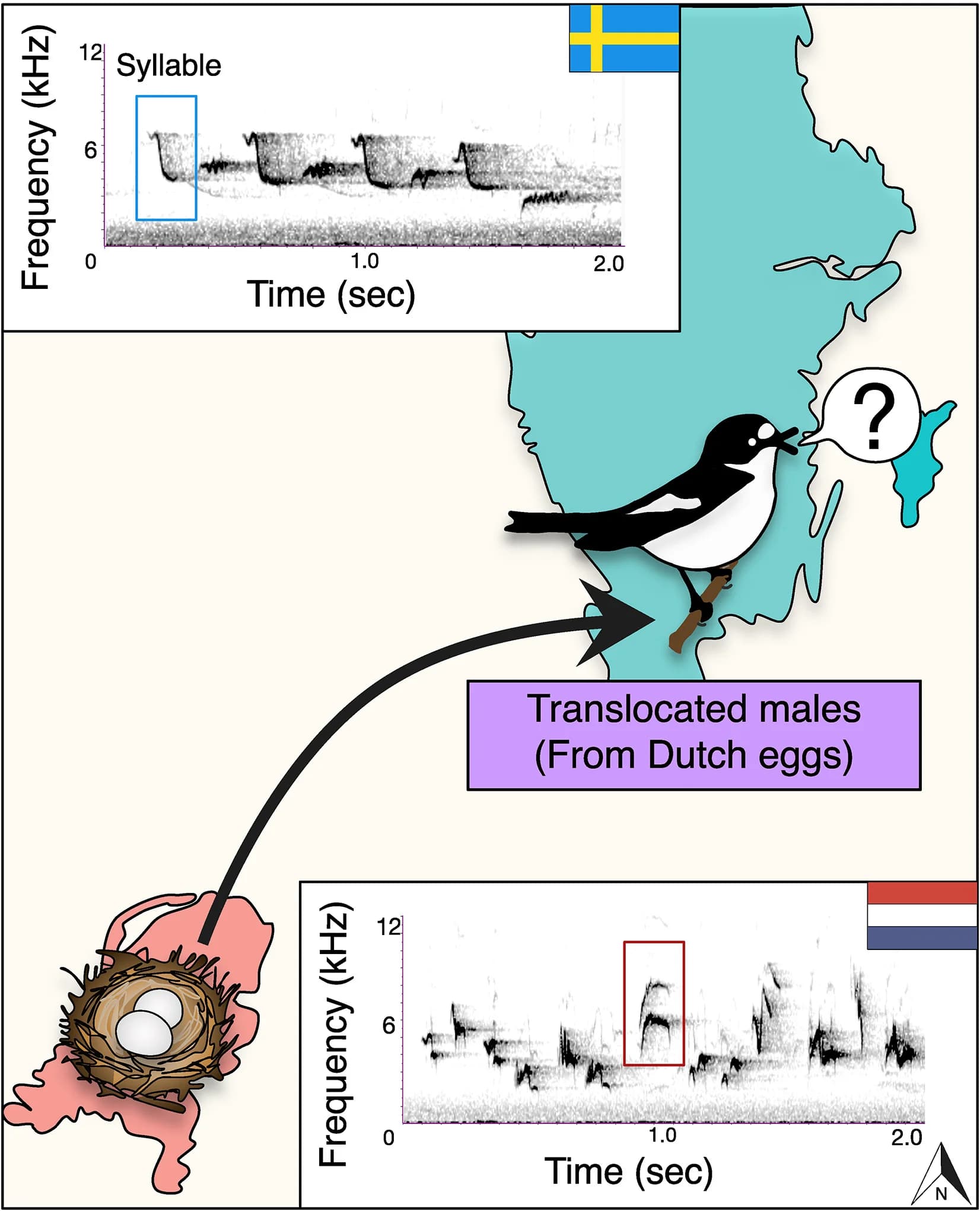 Open access visualization of Spectrogram, Geo Map, Illustration, Pied Flycatchers, Song Development