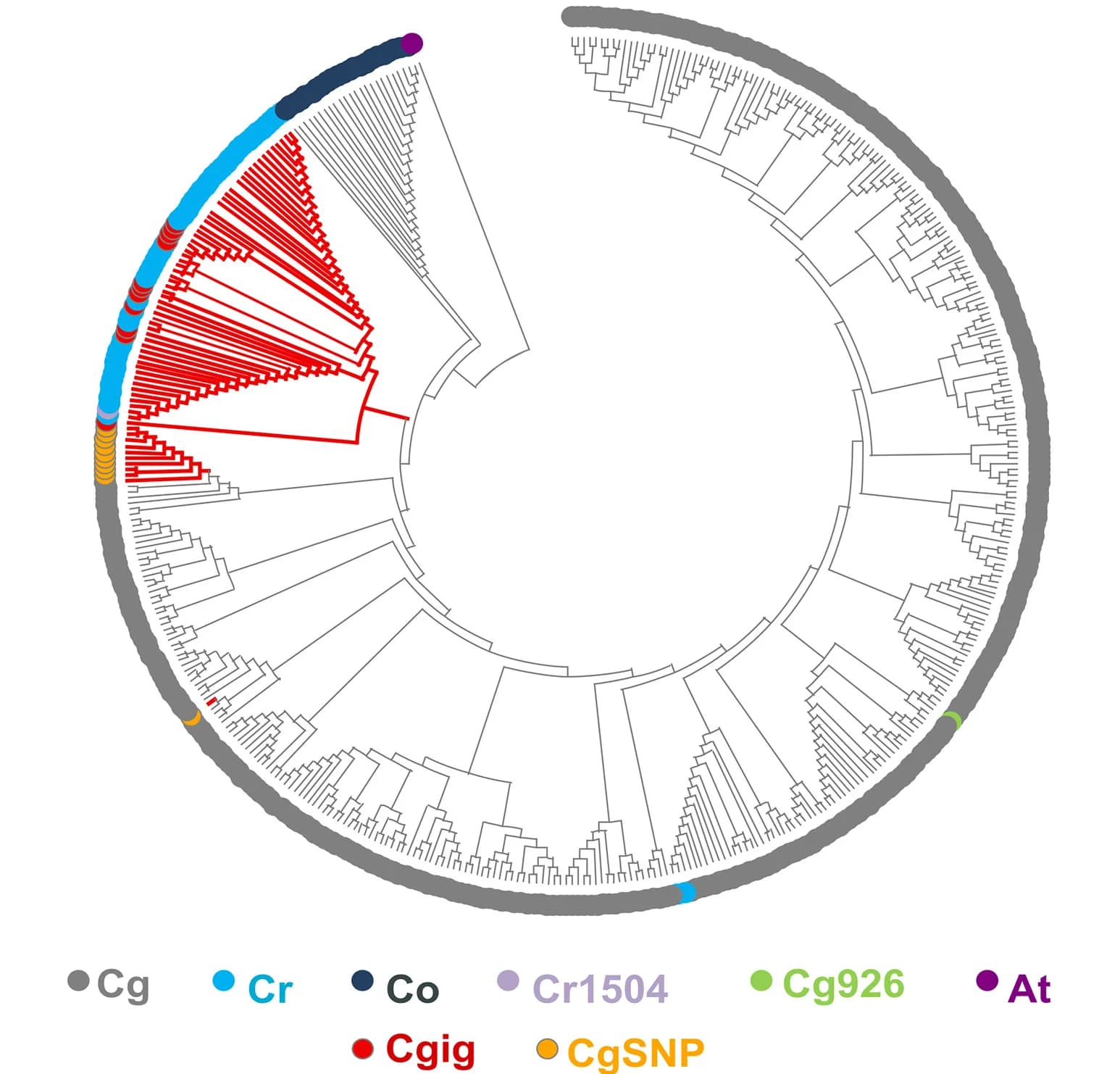 Open access visualization of Network, Pathway, Neighbor-Joining Tree, Genetic Relationships, CapsellaTPS02 Haplotypes
