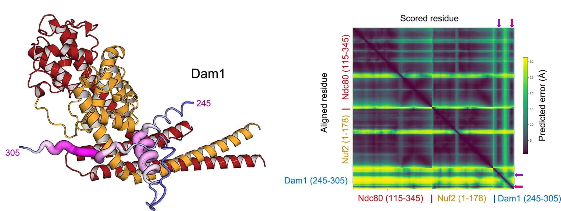 Open access visualization of Protein Structure, Heatmap, Ndc80, Nuf2, pLDDT
