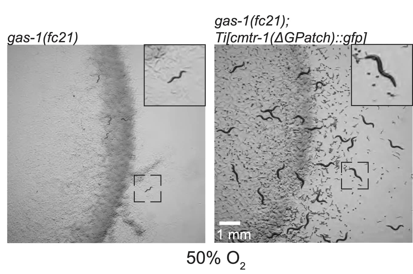 Open access visualization of Microscopy, Animal Growth, Animal Reproduction, Oxygen Exposure