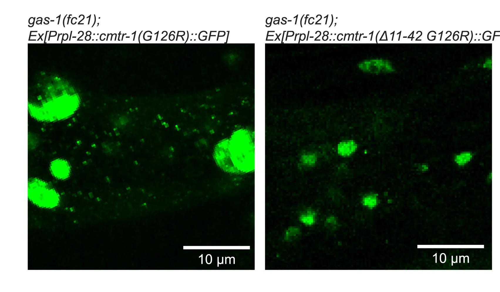 Open access visualization of Microscopy, Confocal Microscopy, Animals, Extra-chromosomal Arrays, G-patch Mutant
