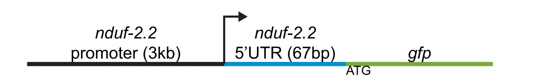 Open access visualization of Workflow, Illustration, GFP Reporter, Promoter Sequence, UTR