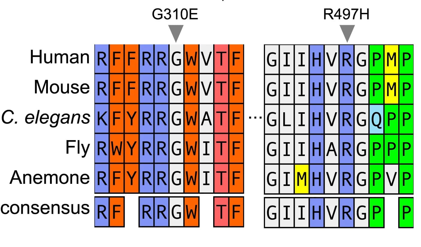 Open access visualization of Table Image, Sequence Alignment, Homologs, Suppressor Mutations, C. Elegans