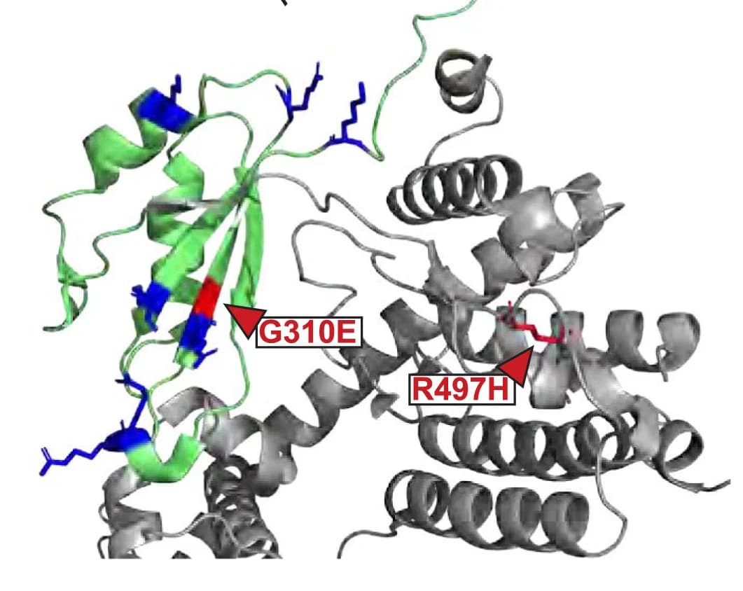 Open access visualization of Protein Structure, Crystal Structure, Human SRRT/ARS2, RNA-binding Domain, Amino Acids