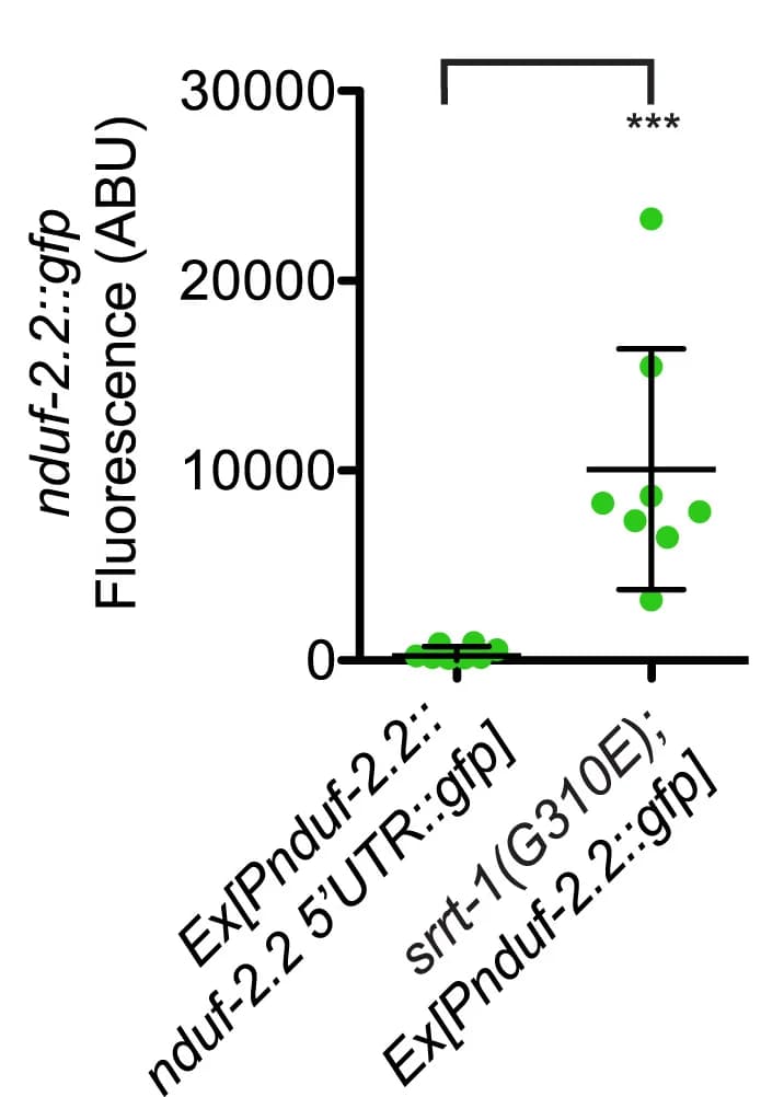 Open access visualization of Scatter Plot, Error Bars, GFP Fluorescence, Embryos, Quantification