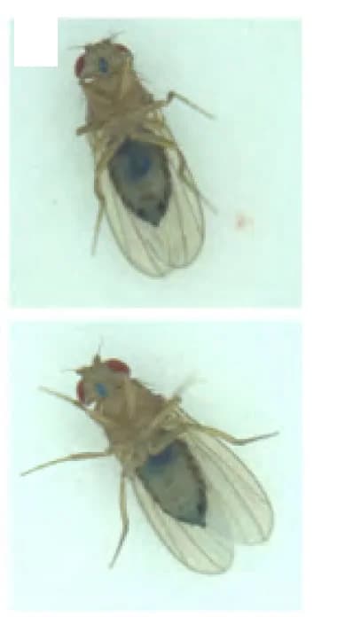 Open access visualization of Photo, Smurf Assay, GFP, Yki3SA, ISC