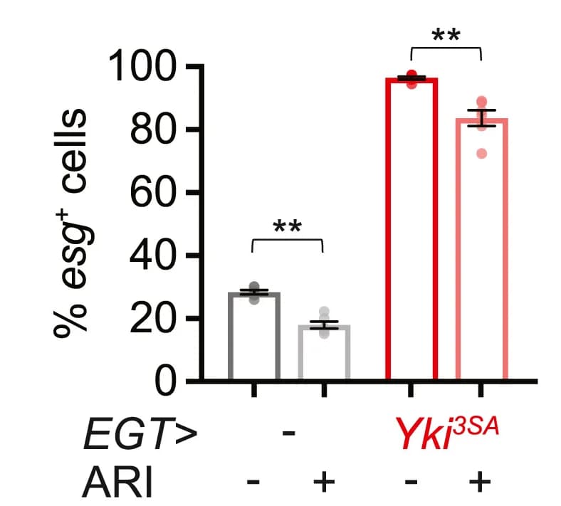 Open access visualization of Bar Plot, Error Bars, esg-positive cells, GFP, Yki3SA