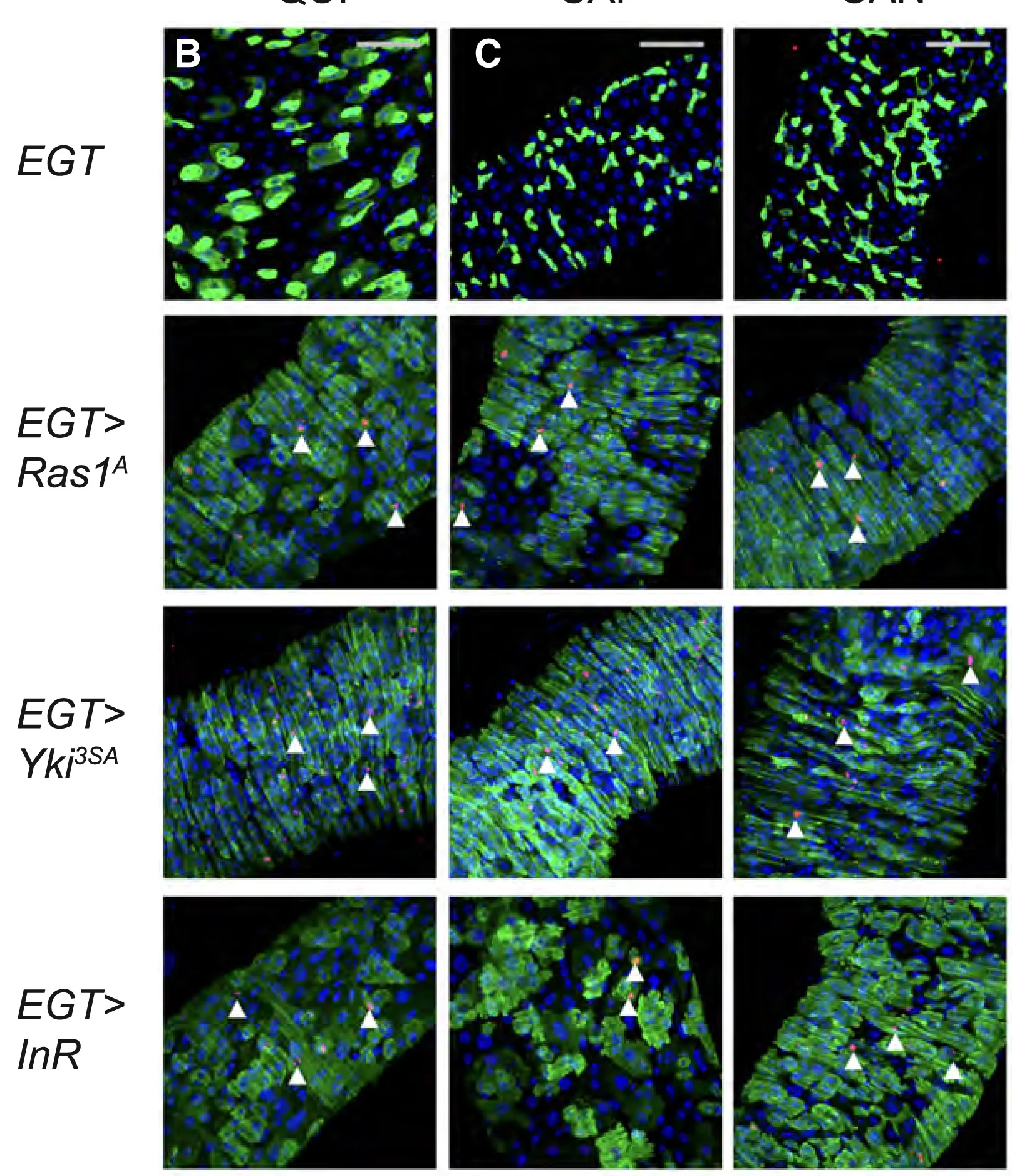 Open access visualization of Microscopy, Midguts, pH3, GFP, DAPI