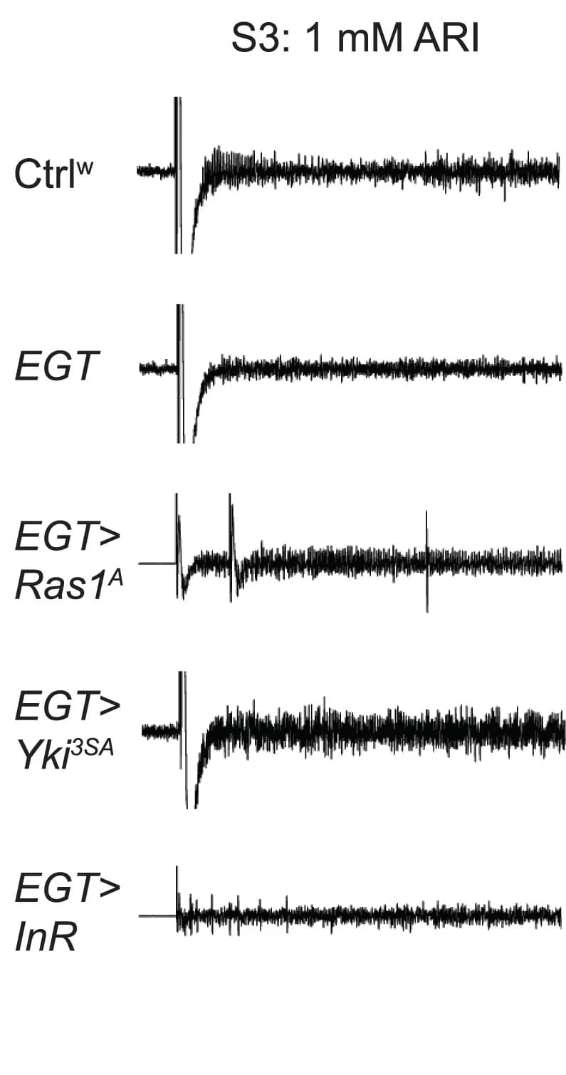 Open access visualization of Line Plot, Tip recording, S3 Sensilla, Ras1A, Yki3SA