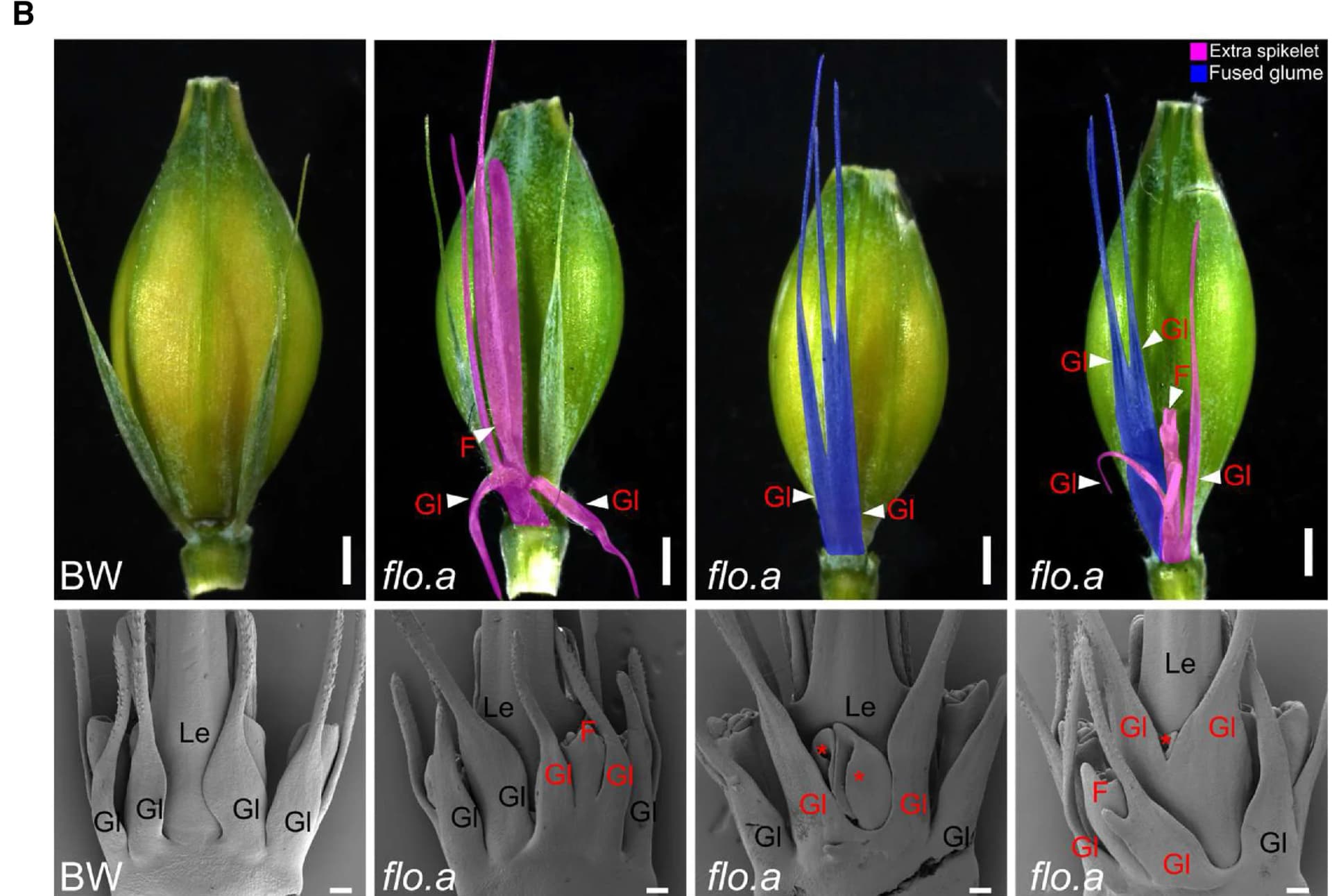 Open access visualization of Microscopy, Photo, Scanning Electron Microscopy, Extra Spikelets, Fused Glume