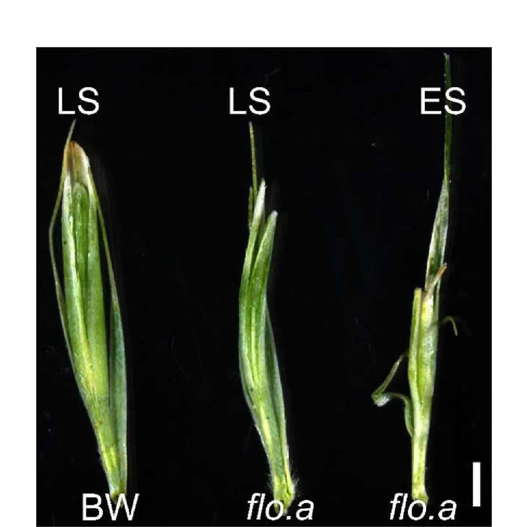 Open access visualization of Photo, Phenotypic Comparison, Lateral Spikelet, Extra Spikelet, BW
