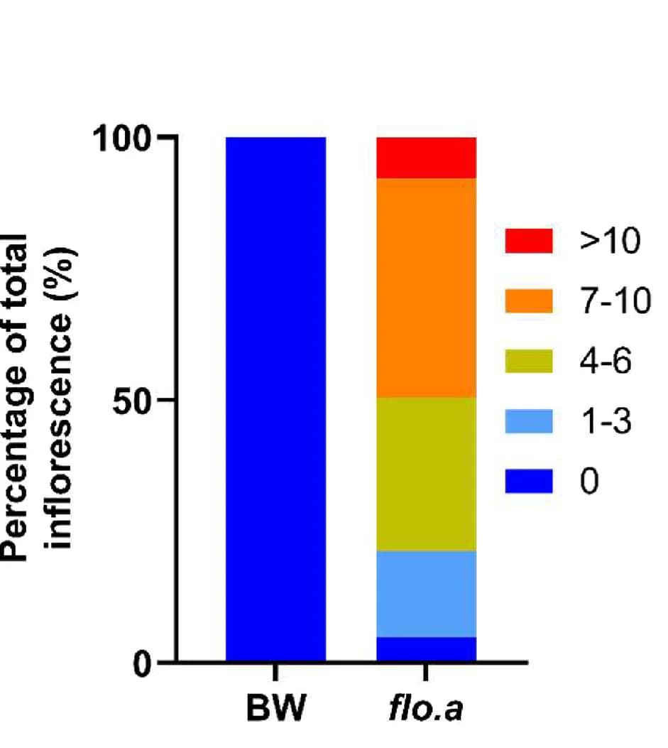Open access visualization of Stacked Bar Plot, Quantification, flo.a Events, Extra Spikelet, Fused Glume