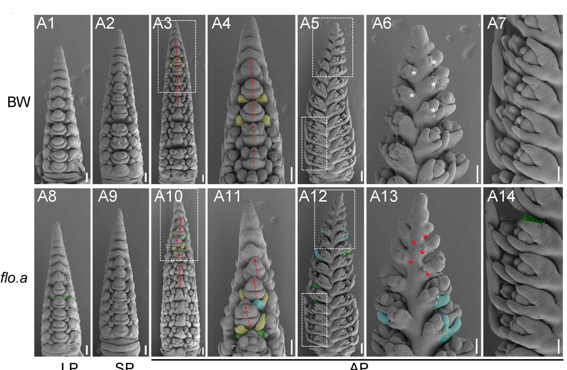 Open access visualization of Microscopy, Scanning Electron Micrographs, Immature Spike, Glume Primordia, Lemma Primordium