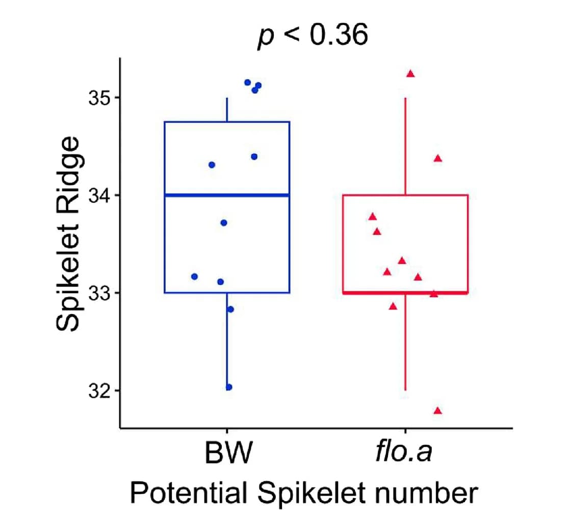 Open access visualization of Box Plot, Statistical Analysis, Spikelet Number