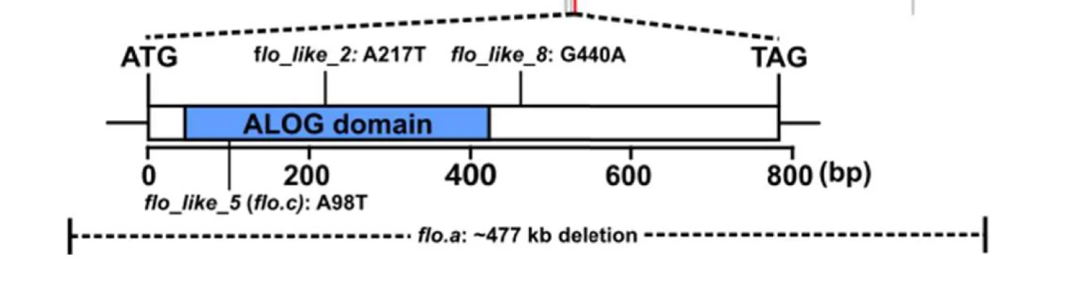 Open access visualization of Illustration, Gene Model, ALOG Domain, Barley Mutants, Mutations