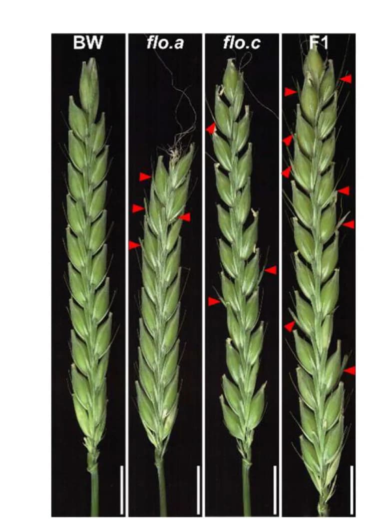 Open access visualization of Photo, Allelism Test, Spikelet