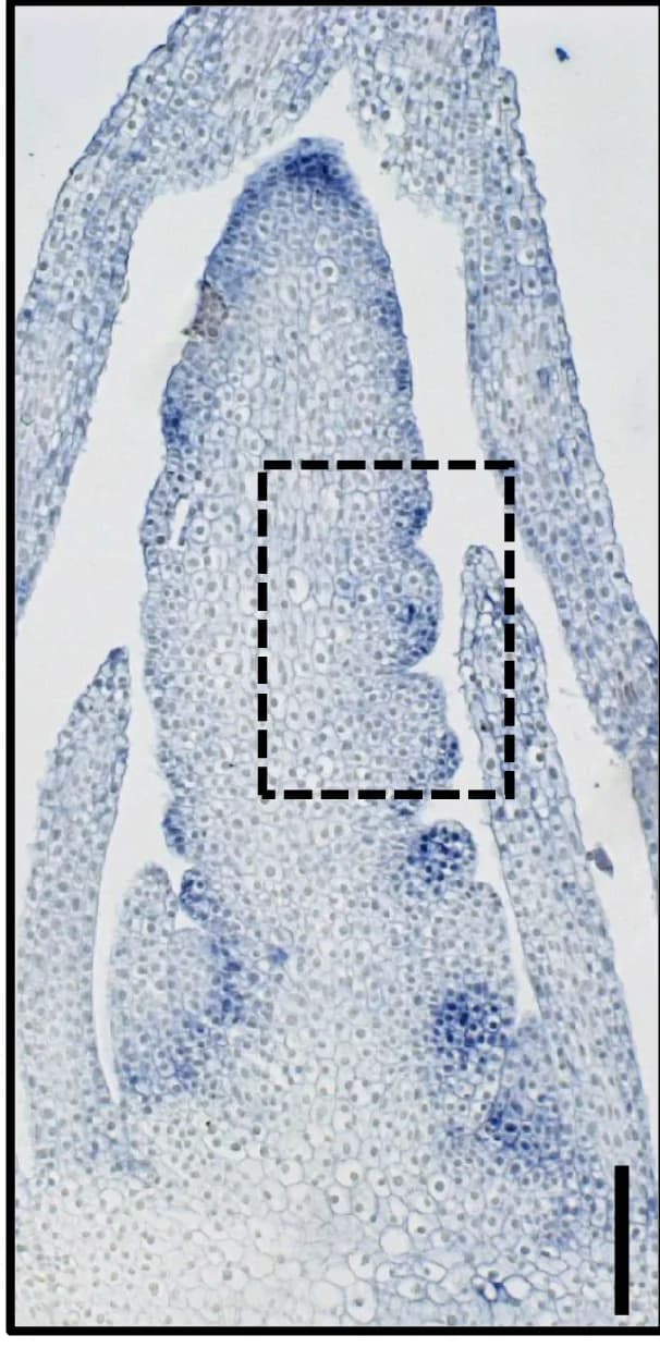 Open access visualization of Microscopy, mRNA, HvALOG1, Inflorescence, In Situ Hybridization