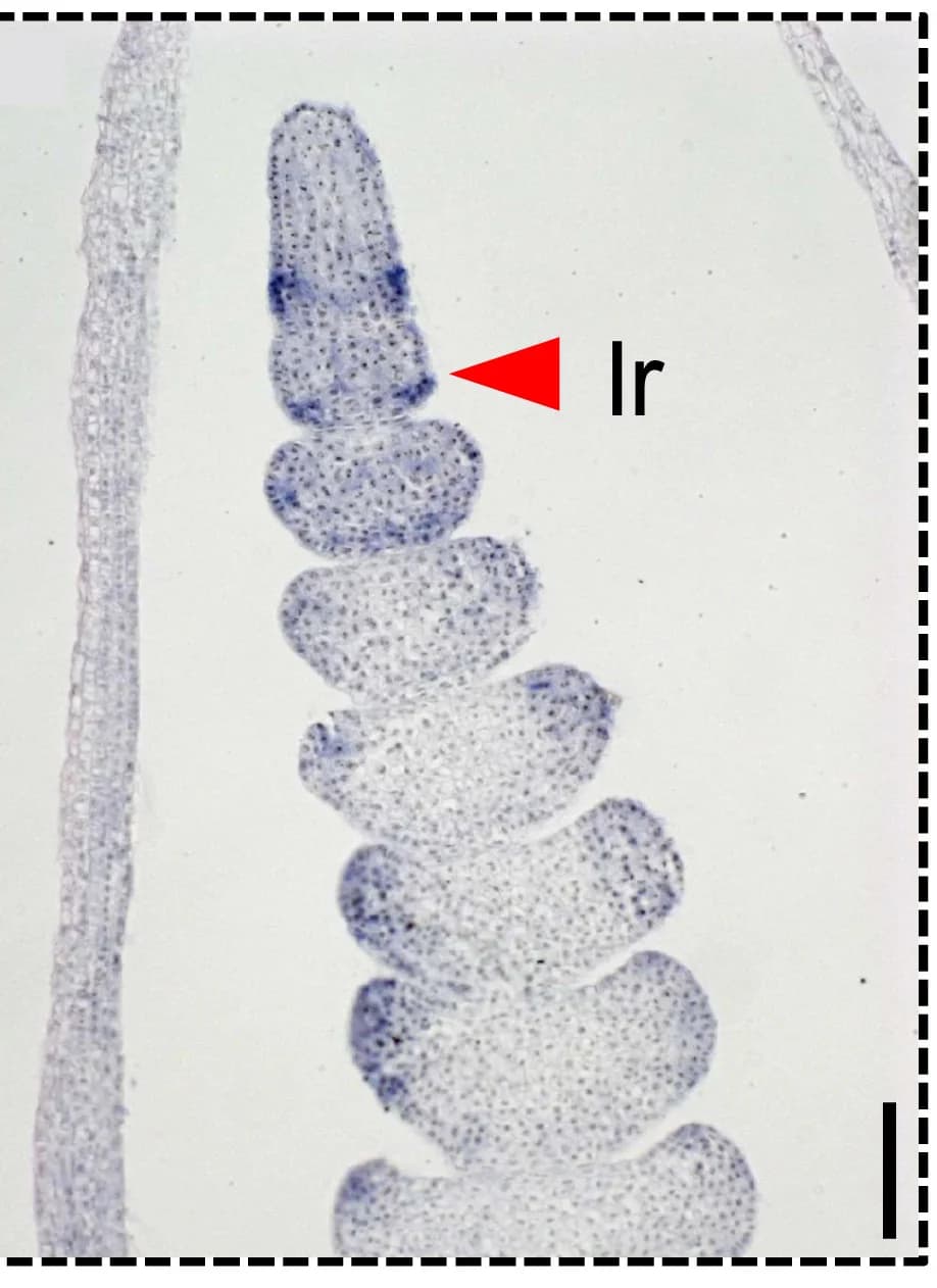 Open access visualization of Microscopy, mRNA, HvALOG1, Inflorescence, In Situ Hybridization