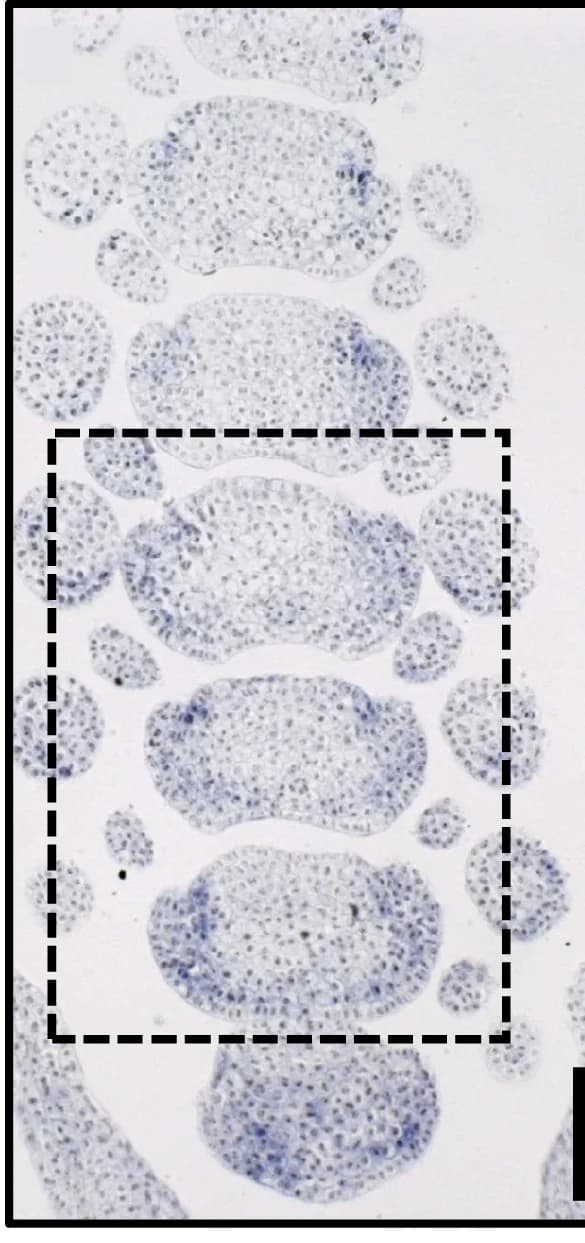 Open access visualization of Microscopy, mRNA, HvALOG1, Inflorescence, In Situ Hybridization