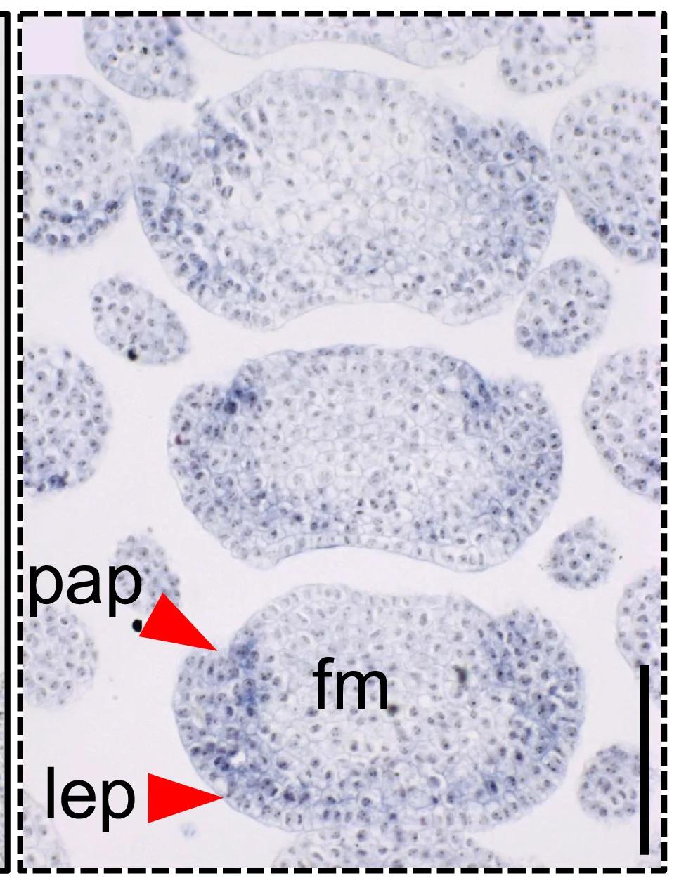 Open access visualization of Microscopy, mRNA, HvALOG1, Inflorescence, In Situ Hybridization