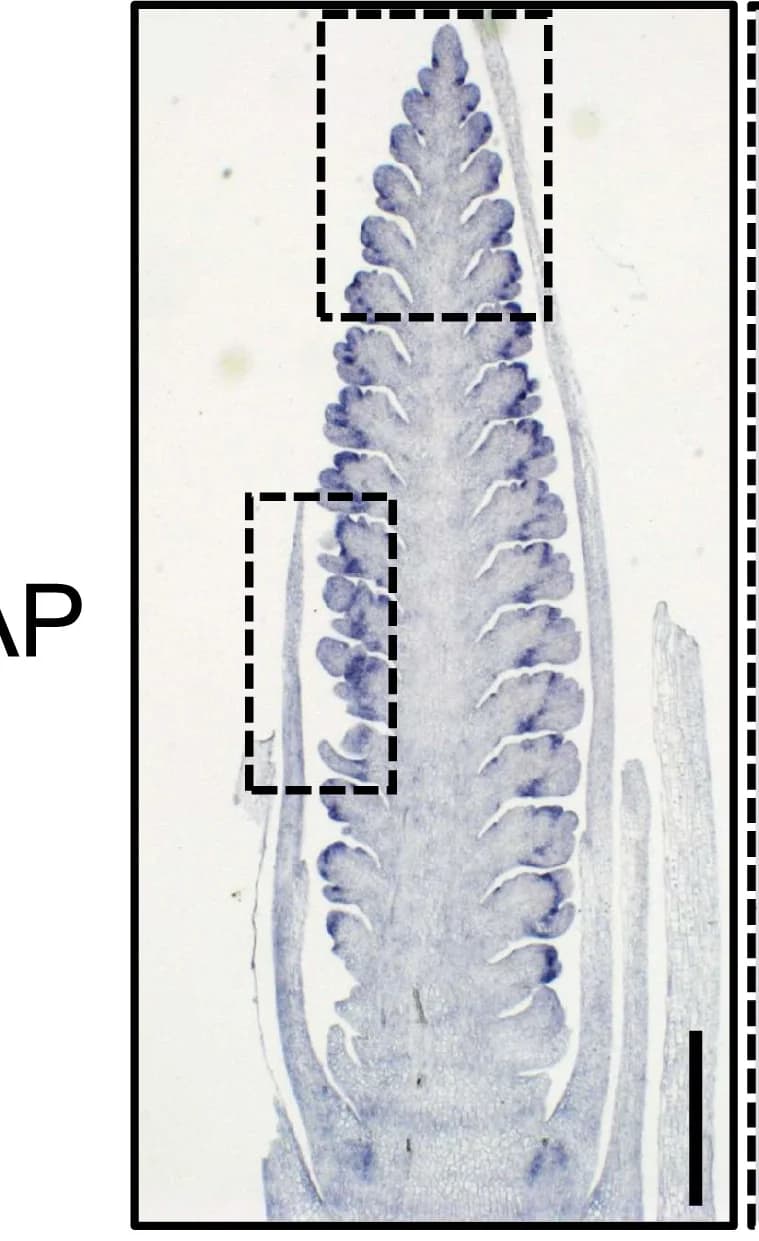 Open access visualization of Microscopy, mRNA, HvALOG1, Inflorescence, In Situ Hybridization