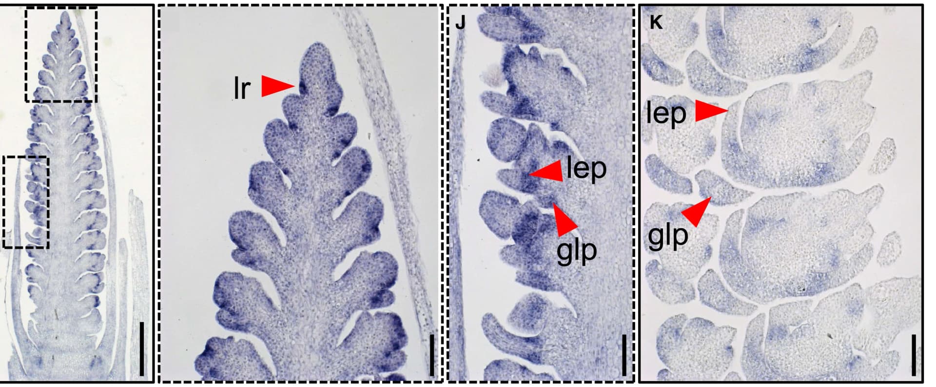 Open access visualization of Microscopy, mRNA, HvALOG1, Inflorescence, In Situ Hybridization