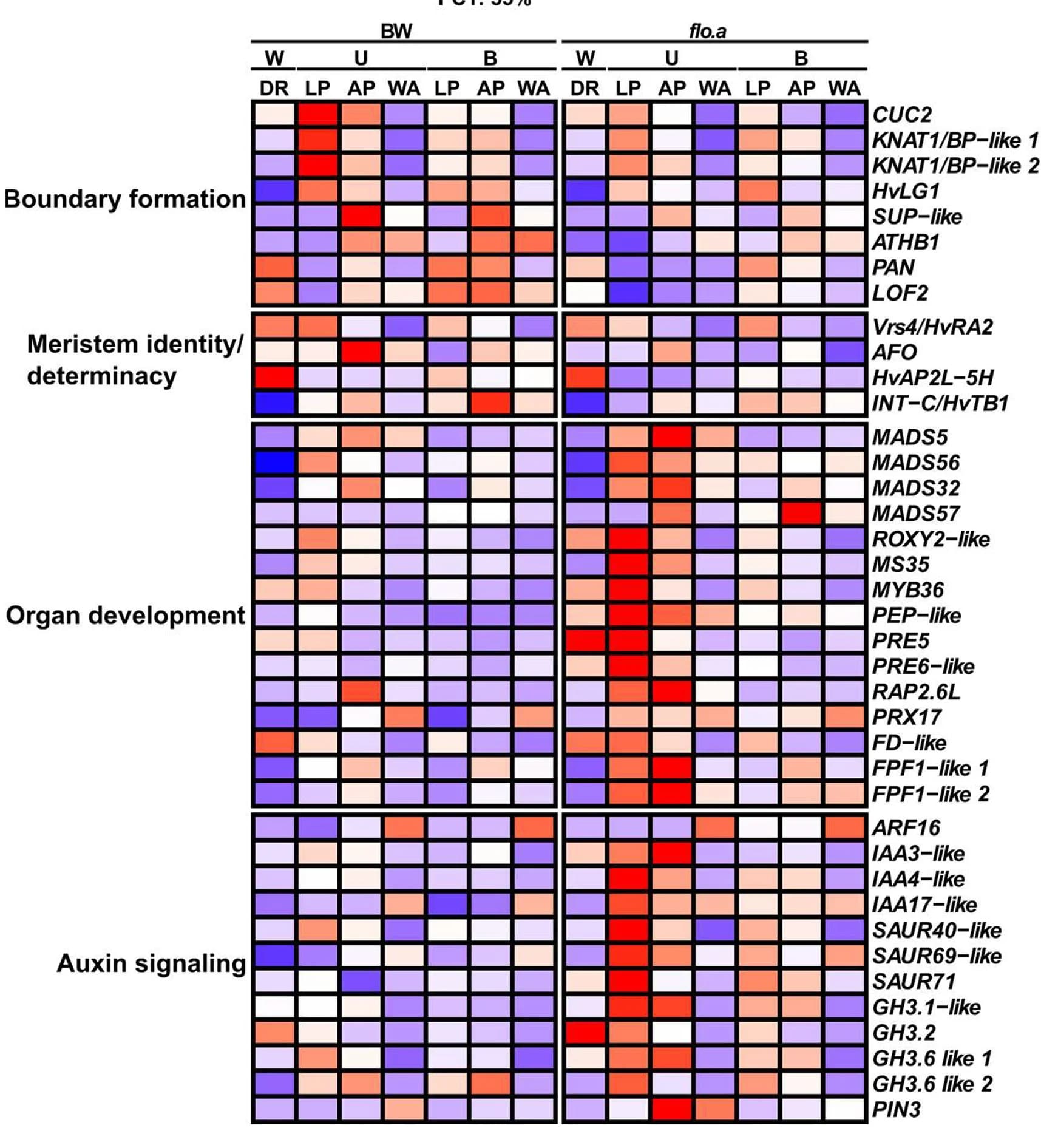Open access visualization of Heatmap, Clustered, Candidate Genes, Organ Boundary Formation, Meristem Identity