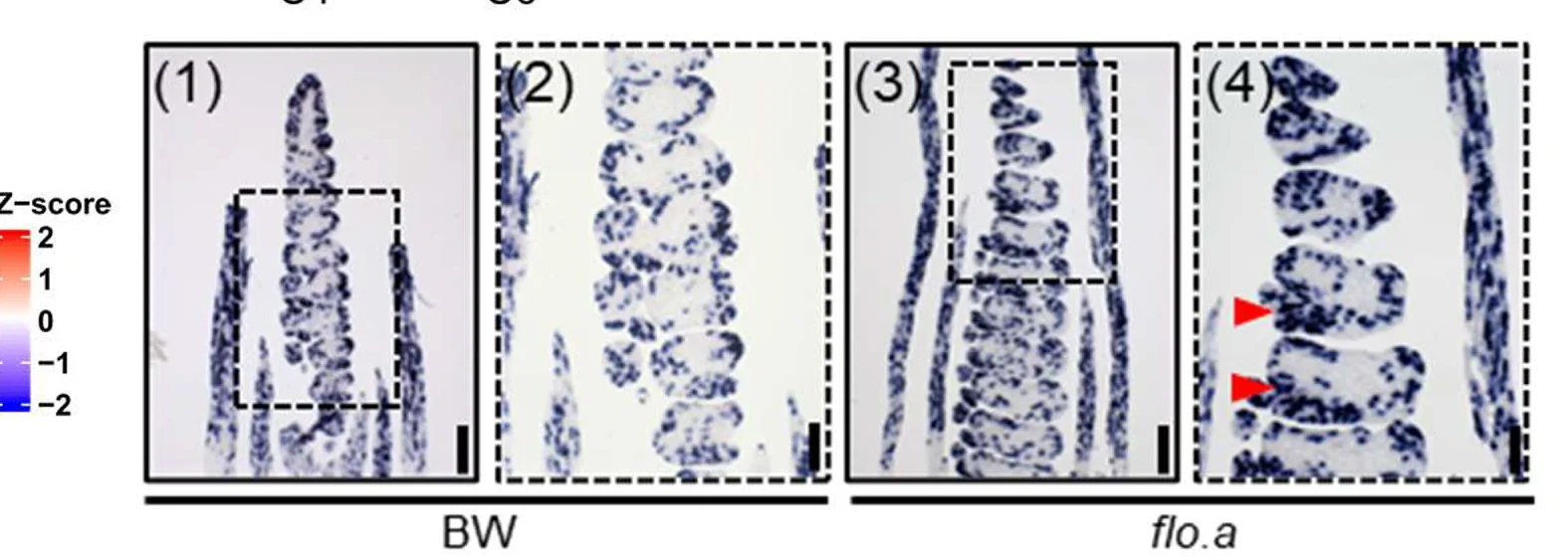 Open access visualization of Microscopy, Histone4, Expression Pattern, Inflorescence, In Situ Hybridization