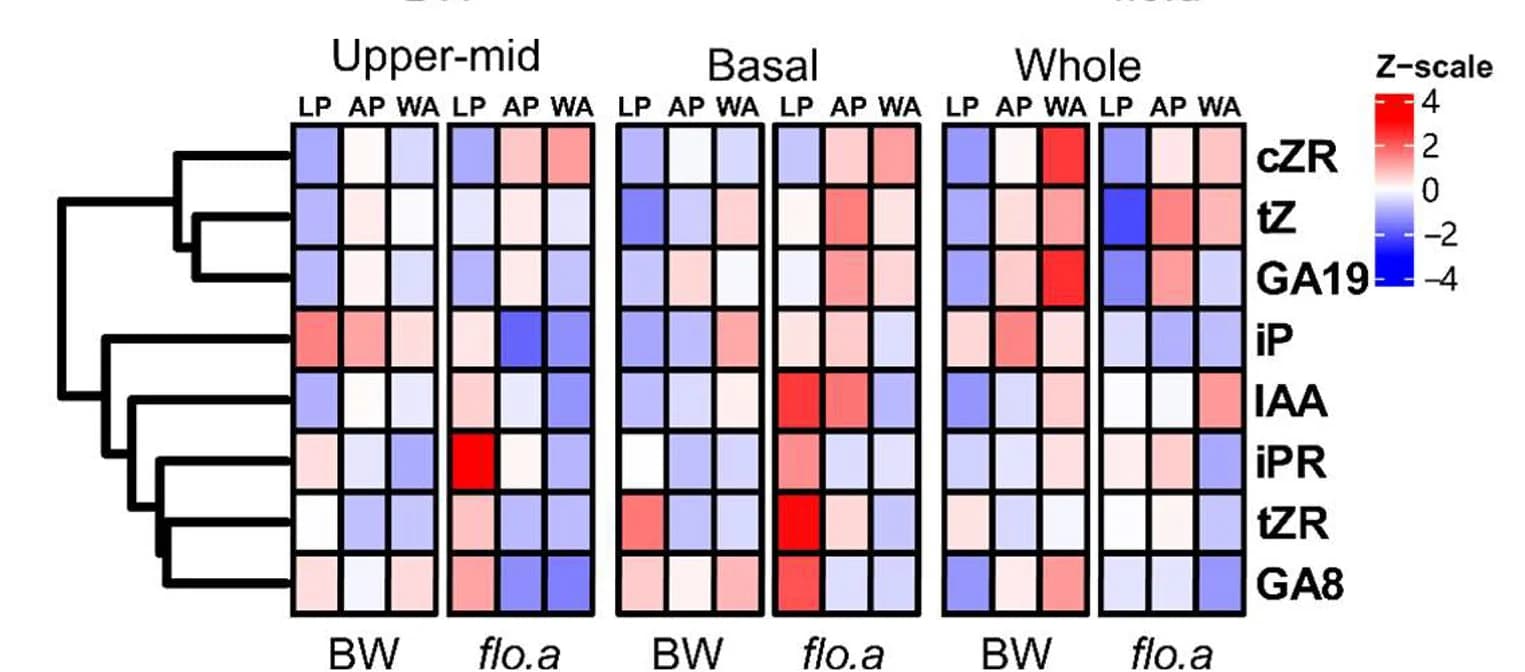Open access visualization of Heatmap, Clustered, Phytohormone Profiling, Inflorescence, Indole-3-acetic Acid