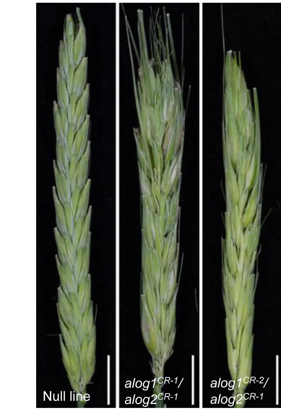 Open access visualization of Photo, Inflorescence, Golden Promise, Double Mutant, Floret
