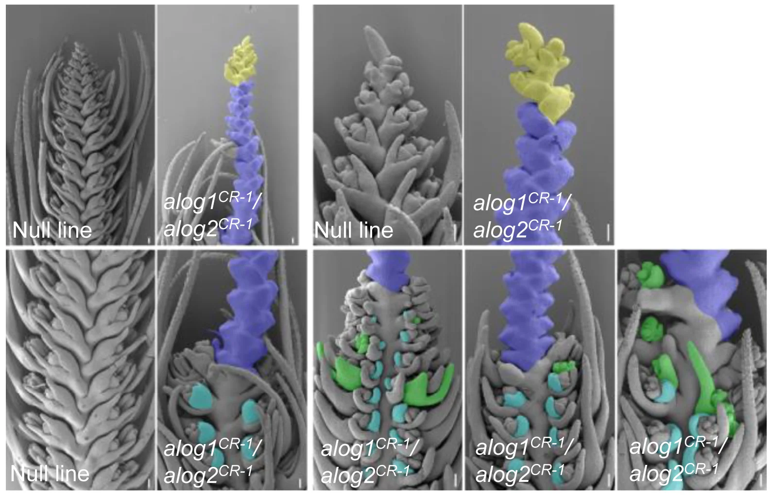Open access visualization of Microscopy, SEM Images, Developing Spike, Null Line, Double Mutants