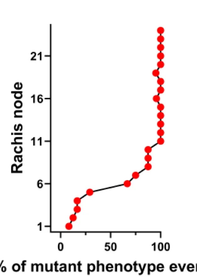 Open access visualization of Line Plot, Scatter Plot, Phenotypic Distribution, Extra Spikelet, Fused Glume