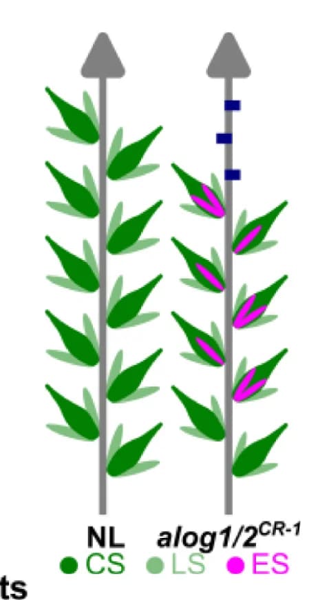 Open access visualization of Illustration, Schematic Diagram, Phenotype Differences, Null Line, Double Mutant