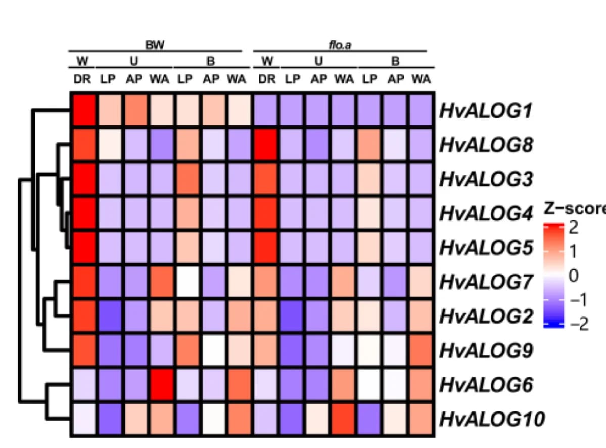 Open access visualization of Heatmap, Clustered, Expression Pattern, Barley ALOG Family, RNA-seq Data