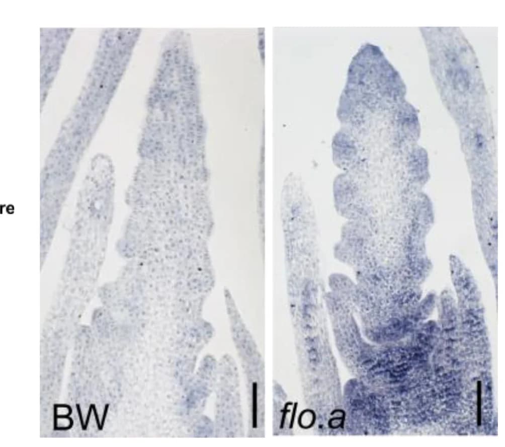 Open access visualization of Microscopy, HvALOG4 Expression, Developing Inflorescence, BW, flo.aby mRNA