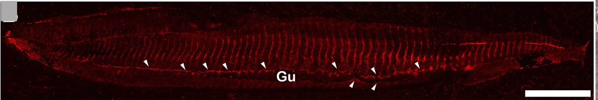 Open access visualization of Microscopy, Element Map, Carbon, Energy-Dispersive X-Ray Spectroscopy, Gut Canal