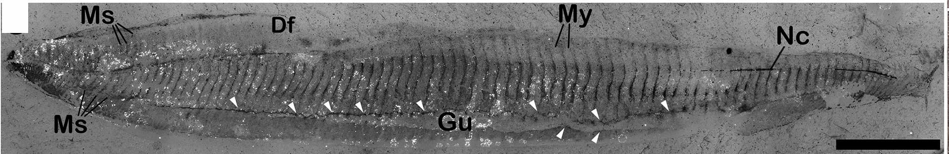 Open access visualization of Photo, Backscattered Scanning Electron Microscopy, Sediment Infill, Gut Canal