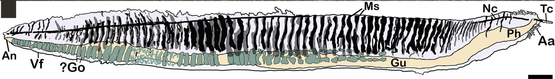 Open access visualization of Illustration, Interpretative Drawing, Myosepta, Carbonaceous Impressions