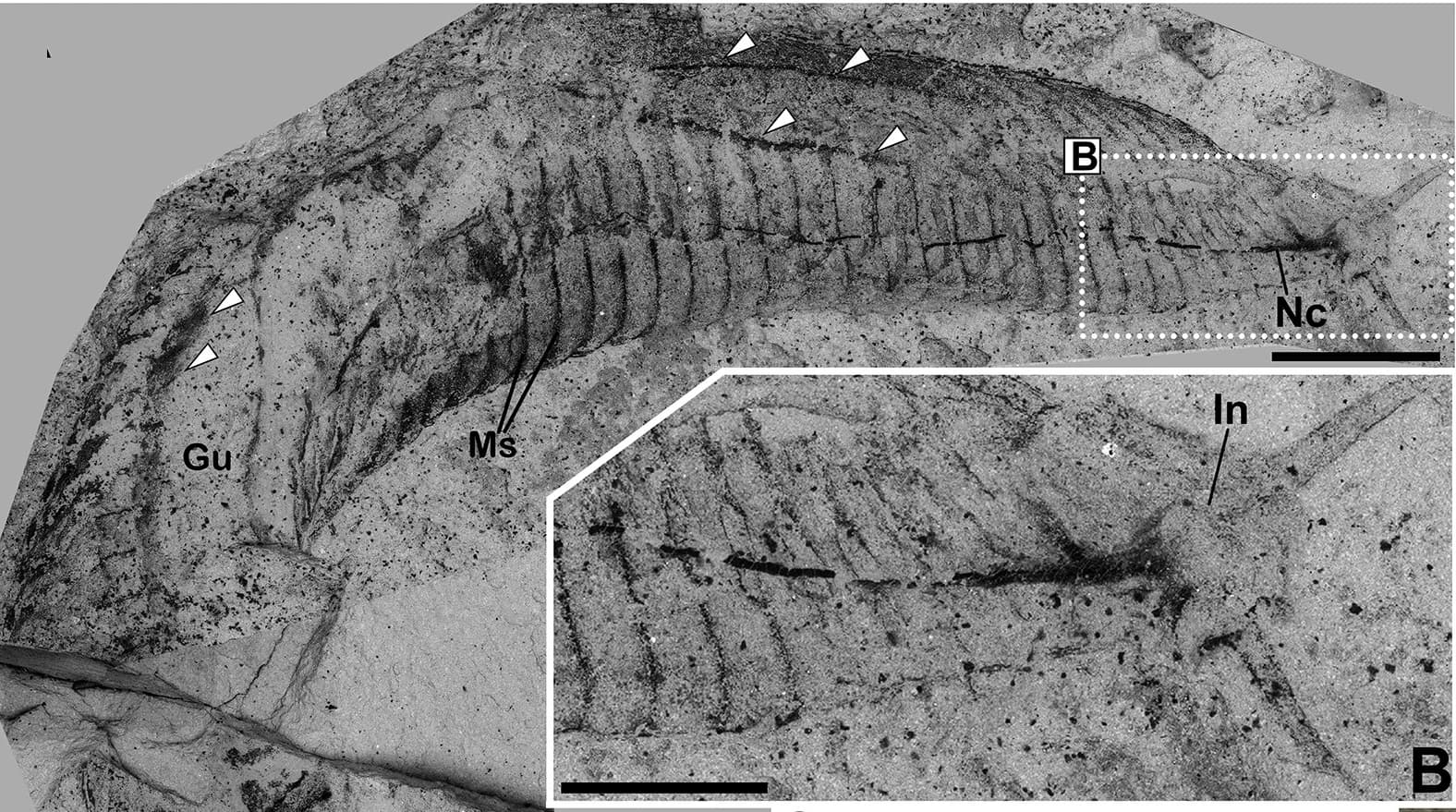 Open access visualization of Microscopy, Photo, Backscattered Scanning Electron Microscopy, Carbon-rich Stains, Myosepta