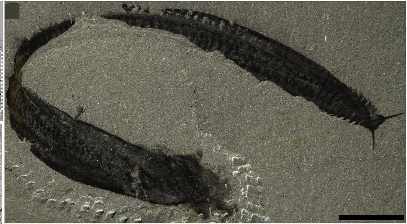 Open access visualization of Photo, Part, Counterpart
